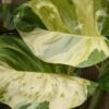 Crazy Manjula Pothos Plant (epipremnum aureum)