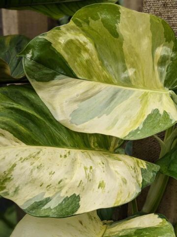Crazy Manjula Pothos Plant (epipremnum aureum)