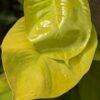 Neon pothos Plant (epipremnum aureum)