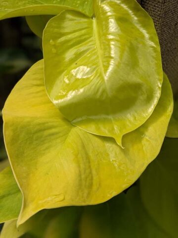 Neon pothos Plant (epipremnum aureum)