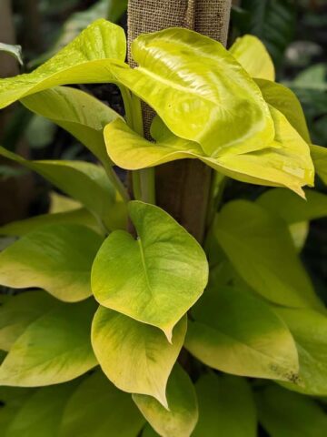 Alternative view of Neon pothos Plant (epipremnum aureum)