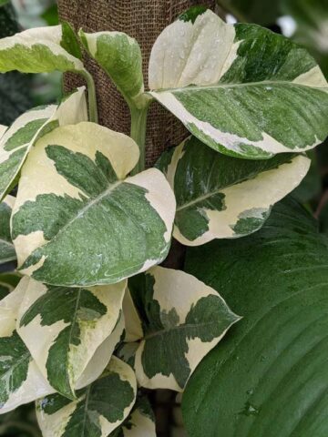 Alternative view of N-Joy Pothos Plant (epipremnum aureum)
