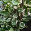 N-Joy Pothos Plant (epipremnum aureum)