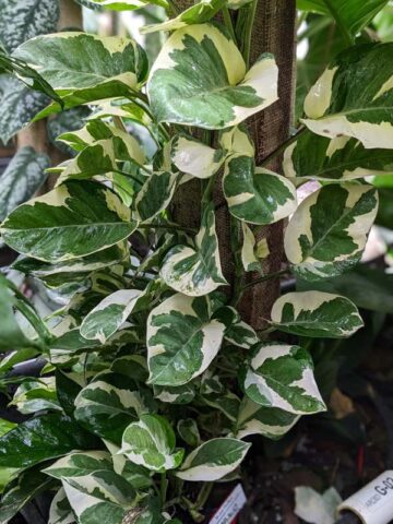 N-Joy Pothos Plant (epipremnum aureum)