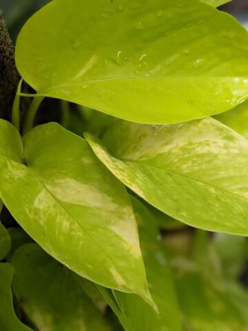 Variegated Neon Pothos Plant (epipremnum aureum)