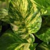 NEW Ovalifolia Maui Gold Pothos Plant (epipremnum aureum)