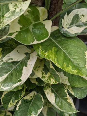 Alternative view of Pearls and Jade Plant (epipremnum aureum)