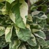 Pearls and Jade Plant (epipremnum aureum)