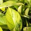A+ Color South Beach, Florida Pothos Plant (epipremnum aureum)