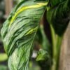 Shangri-la Variegated Pothos Plant (epipremnum aureum)
