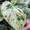 Marble Queen Pothos Plant (epipremnum aureum)