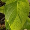 NEW Japan Carnival Pothos Plant (epipremnum aureum)