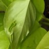 NEW Japan Champs Elysees Pothos Plant (epipremnum aureum)