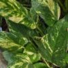 NEW Japan Bumpy Golden Pothos Plant (epipremnum aureum)