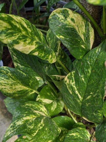 NEW Japan Bumpy Golden Pothos Plant (epipremnum aureum)