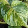 NEW Japan Fanfare Pothos Plant (epipremnum aureum)