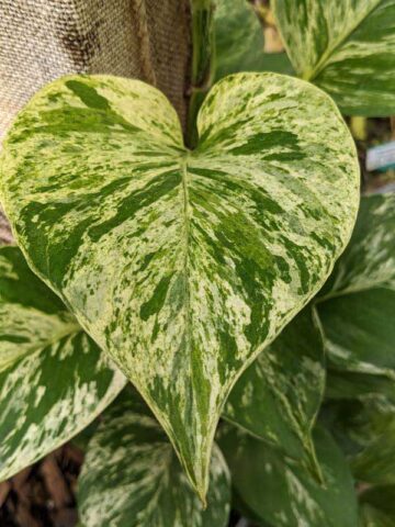 Alternative view of NEW Japan Fanfare Pothos Plant (epipremnum aureum)
