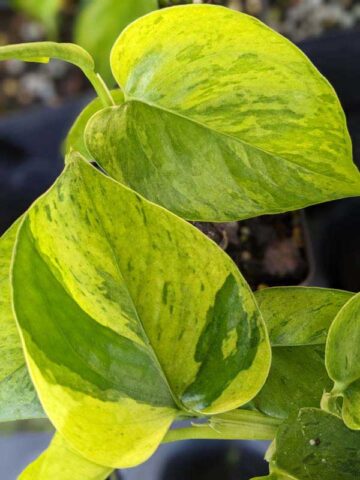 Alternative view of NEW Japan Himiko Pothos Plant (epipremnum aureum)