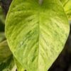 NEW Japan Himiko Pothos Plant (epipremnum aureum)