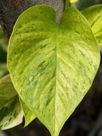 NEW Japan Himiko Pothos Plant (epipremnum aureum)