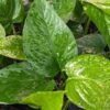 NEW Japan Bumpy Linda Pothos Plant (epipremnum aureum)