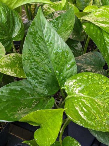 NEW Japan Bumpy Linda Pothos Plant (epipremnum aureum)