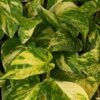 NEW Japan Valencia Pothos Plant (epipremnum aureum)