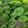 NEW European Wavy Jade Pothos Plant (epipremnum aureum)