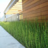 Water Rush Bamboo (equisetum hyemale) Very Full Pot