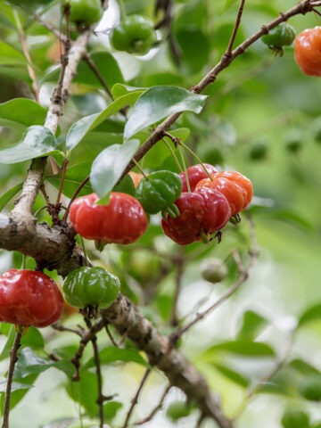 Alternative view of Lg. Cold Hardy Surinam Cherry Hedge Plant (eugenia uniflora)