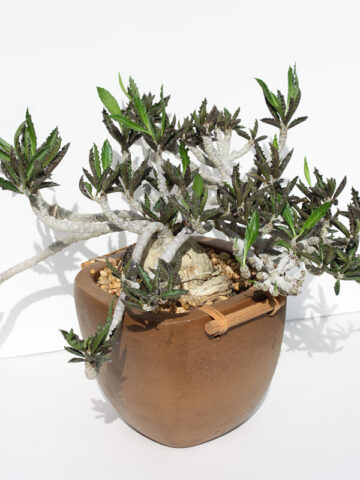 Lg. Fat Caudex Capsaintmariensis Cactus* (euphorbia capsaintmariensis)