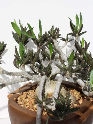 Fat Caudex Capsaintmariensis Cactus* (euphorbia capsaintmariensis)