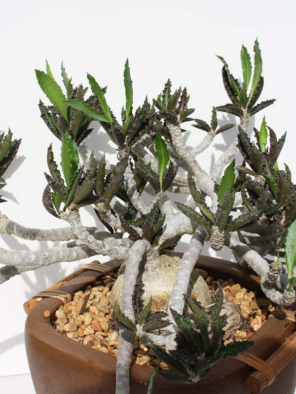 Fat Caudex Capsaintmariensis Cactus* (euphorbia capsaintmariensis)