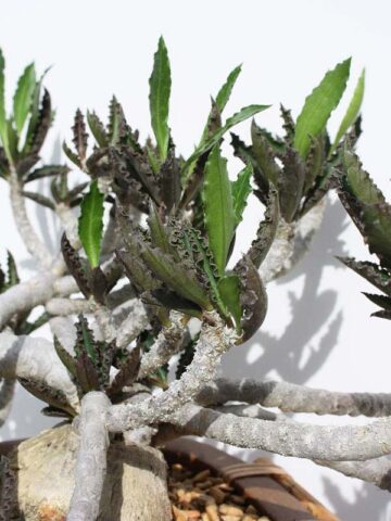 Lg. Fat Caudex Capsaintmariensis Cactus* (euphorbia capsaintmariensis)