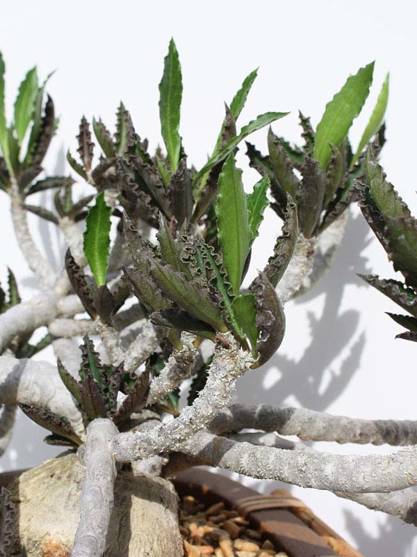 Fat Caudex Capsaintmariensis Cactus* (euphorbia capsaintmariensis) - Image 3