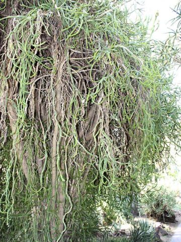 Alternative view of Bizarre Dancing Rain Tree Cactus* (euphorbia excelsa monstrosa)