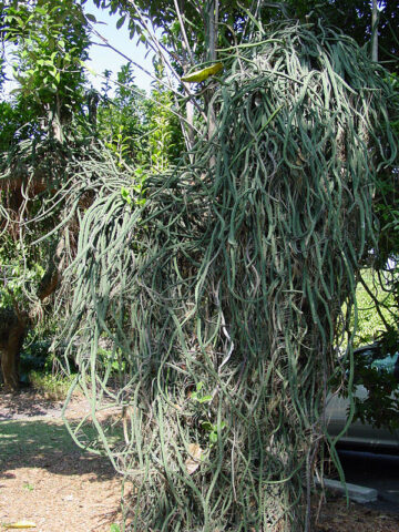 Bizarre Dancing Rain Tree Cactus* (euphorbia excelsa monstrosa)