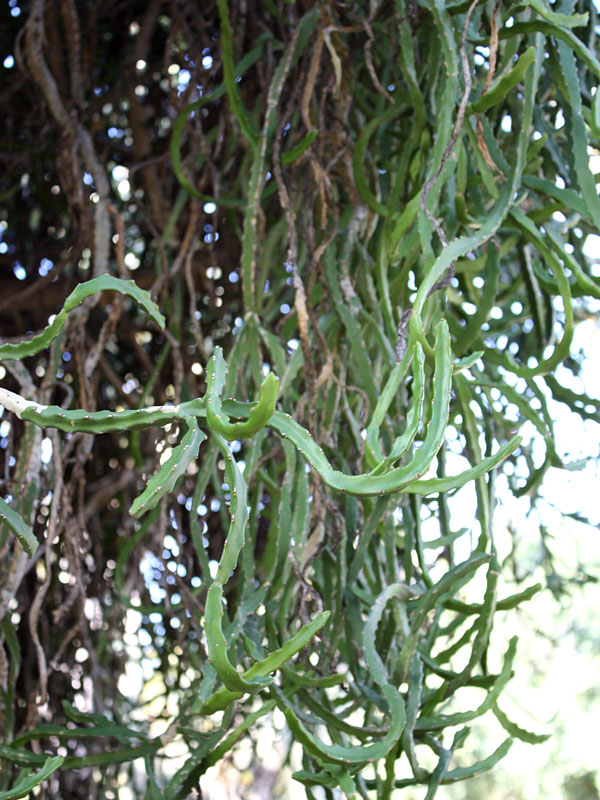Bizarre Dancing Rain Tree Cactus* (euphorbia excelsa monstrosa)