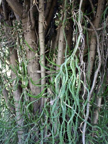 Alternative view of Lg. Bizarre Dancing Rain Tree Cactus* (euphorbia excelsa monstrosa)