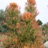 Fast Growing Fire Sticks Cactus* (euphorbia tirucalli fire)