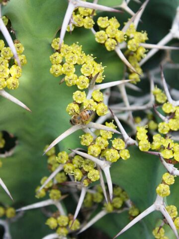 Alternative view of Lg. Showy Cow Horn Cactus* (euphorbia grandicornis)