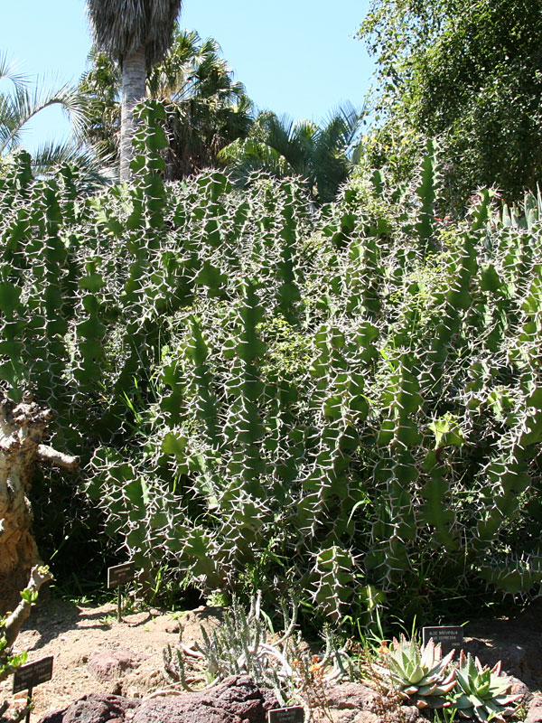 Lg. Showy Cow Horn Cactus* (euphorbia grandicornis)