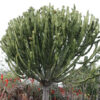 Lg. #1 Flowering Giant Candelabra Tree Cactus* (euphorbia ingens)