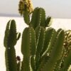 Lg. #1 Flowering Giant Candelabra Tree Cactus* (euphorbia ingens)