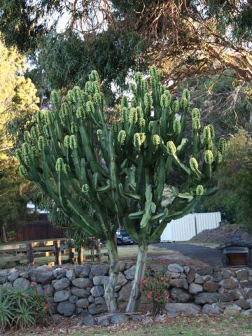 Lg. #1 Flowering Giant Candelabra Tree Cactus* (euphorbia ingens) - Image 7