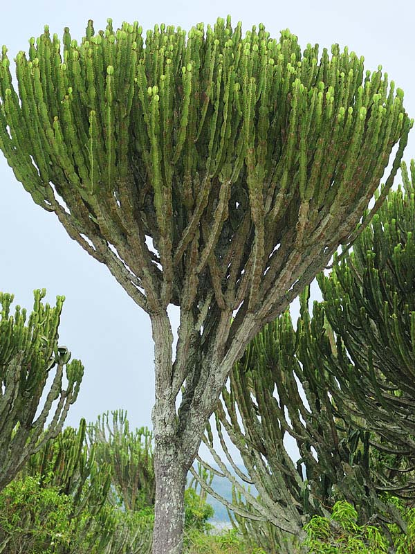 Lg. #1 Flowering Giant Candelabra Tree Cactus* (euphorbia ingens) - Image 2