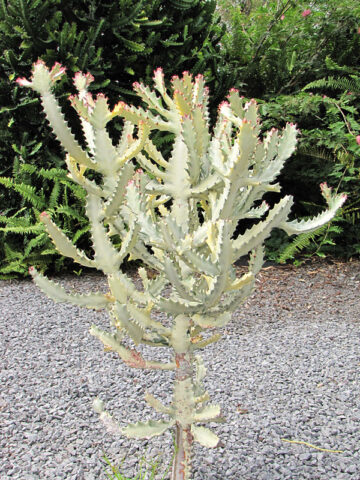 #1 Gorgeous White Ghost Cactus* (euphorbia lactea albo)