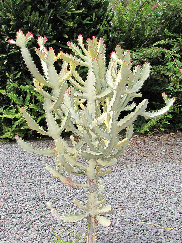 #1 Gorgeous White Ghost Cactus* (euphorbia lactea albo)