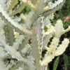 #1 Lg. Gorgeous White Ghost Cactus* (euphorbia lactea albo)