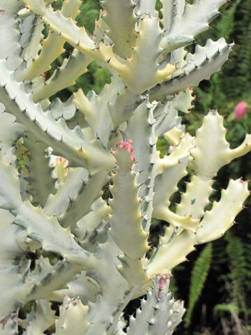 #1 Lg. Gorgeous White Ghost Cactus* (euphorbia lactea albo)